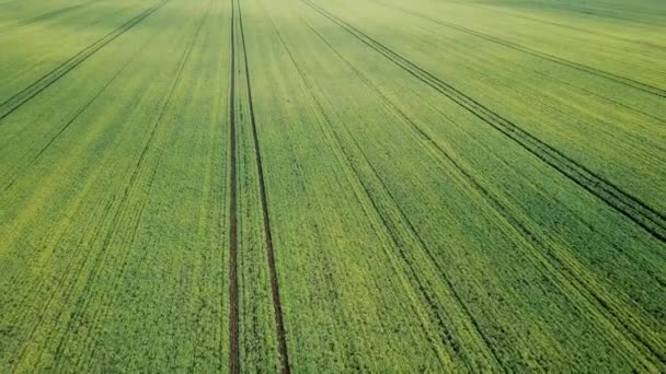 Lotnicze Pola Zielone Pole Wczesną Wiosną — Wideo stockowe