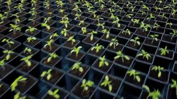 Tomater Plantor Växande Växthus — Stockvideo