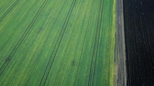 Campo Verde Campos Aéreos Principios Primavera — Vídeo de stock