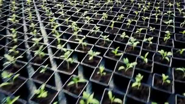 Plántulas Tomates Que Crecen Invernadero — Vídeos de Stock