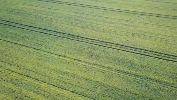 Groene Weide Luchtfoto Velden Het Vroege Voorjaar — Stockvideo