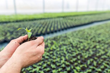 Fide ile bir sera toprağa holding eller.