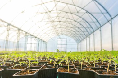 Serada Saksı Tohumları Sıraları