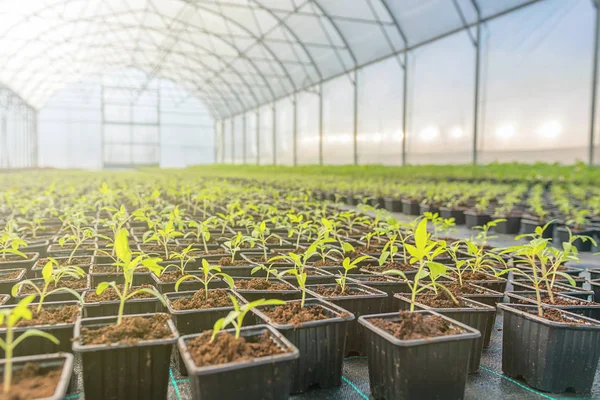 Plantas jovens crescendo em uma estufa — Fotografia de Stock