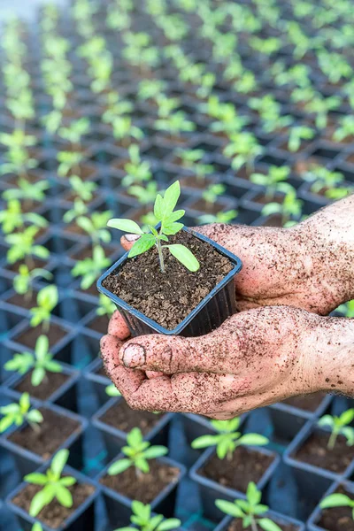 Mano sosteniendo plántulas verdes —  Fotos de Stock