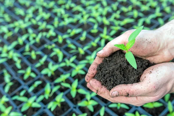 Mani che tengono Piantina di semenzaio con terreno in una serra . — Foto Stock