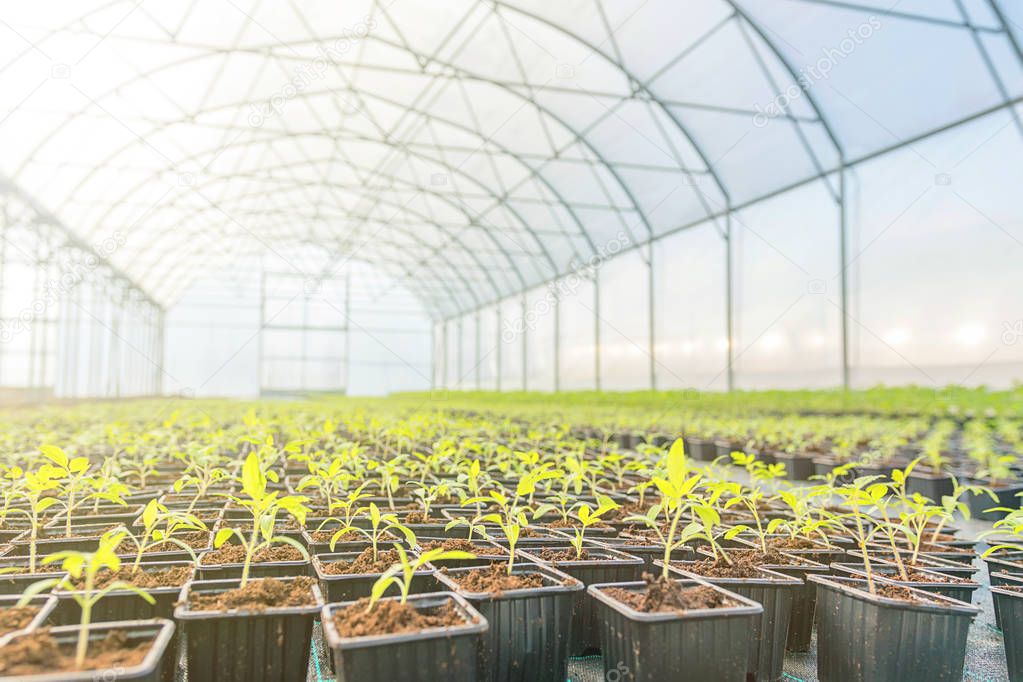 Young plants growing in a greenhouse