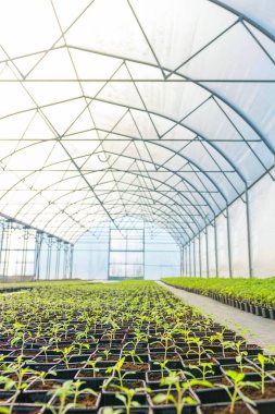 Serada Saksı Tohumları Sıraları