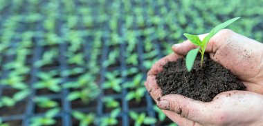 El ele tutuşan yeşil fidan