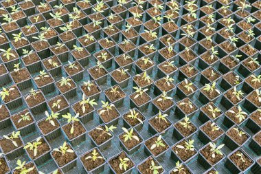 Serada Saksı Tohumları Sıraları