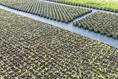 Çaydanlıkların içinde büyüyen bebek bitkileri..