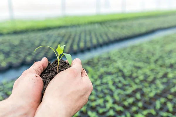 Mani che tengono Piantina di semenzaio con terreno in una serra . — Foto Stock