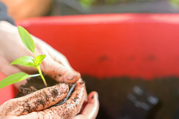 Vrouw beplanting zaailingen in kas — Stockfoto