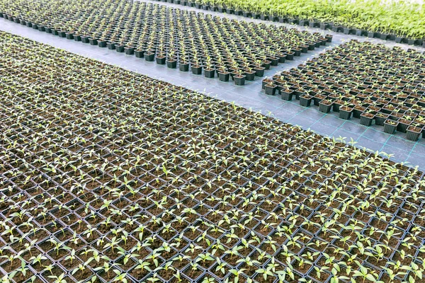 Baby plants growing inside of pots greenhouse nursery. — Stock Photo, Image