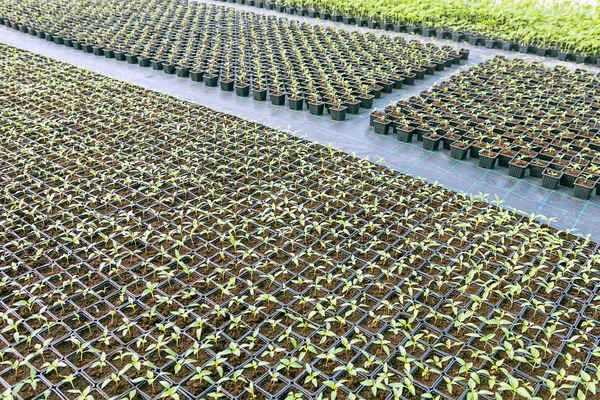 Plantas de bebê crescendo dentro de potes estufa berçário. — Fotografia de Stock