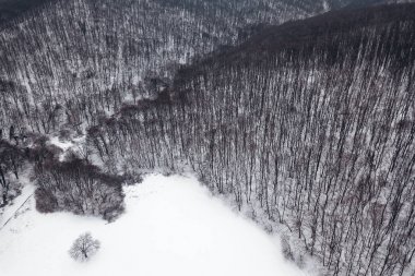 Kış orman üstten görünüm. Karlı kış orman hava.