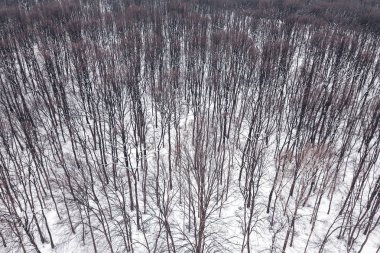 Kış orman üstten görünüm. Karlı kış orman hava.