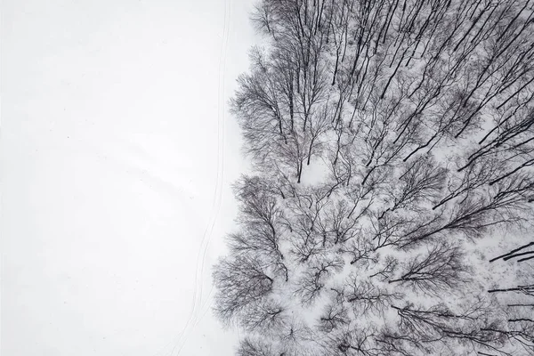 Winter forest from above. Aerial view forest and snow.