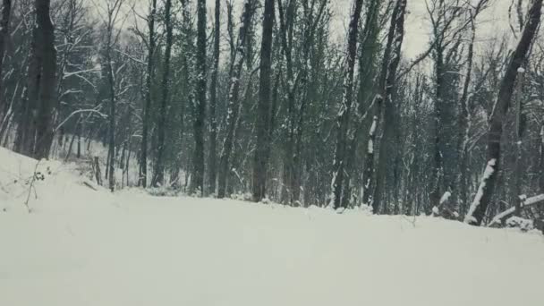 Chůze Uvnitř Lesa Zimě Lesní Cesta Zimě Stabilizované Pohled — Stock video