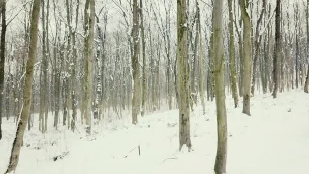 Passeggiando Nella Foresta Inverno Sentiero Forestale Inverno Vista Stabilizzata — Video Stock