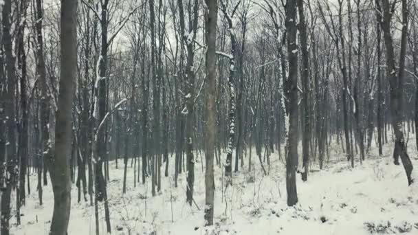 Chůze Uvnitř Lesa Zimě Lesní Cesta Zimě Stabilizované Pohled — Stock video