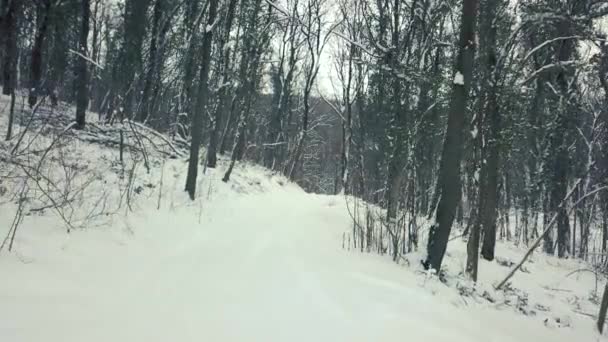 Walking Forest Winter Forest Path Winter Stabilized View — Stock Video