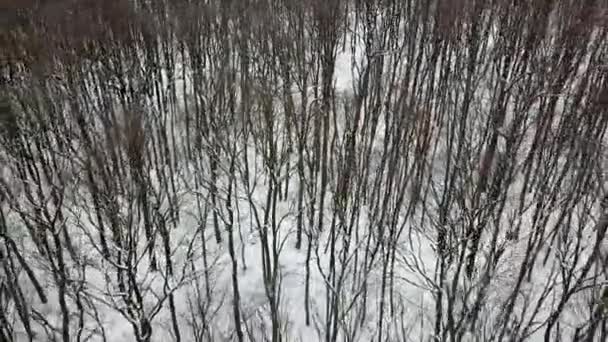 Winter Forest Luchtfoto Drone Beelden Besneeuwde Winter Forest Antenne — Stockvideo