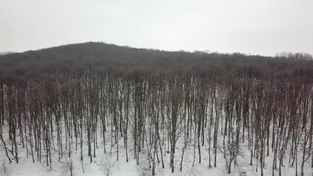 Winter Forest Luchtfoto Drone Beelden Besneeuwde Winter Forest Antenne — Stockvideo