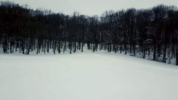 Winter Forest Luchtfoto Drone Beelden Besneeuwde Winter Forest Antenne — Stockvideo