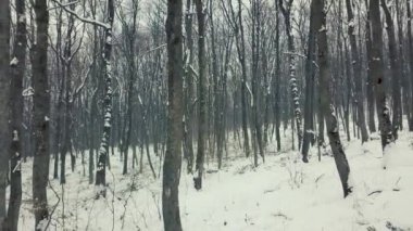 Orman içinde kış yürüyüş. Kış, orman yolu. Stabilize görünümü. 