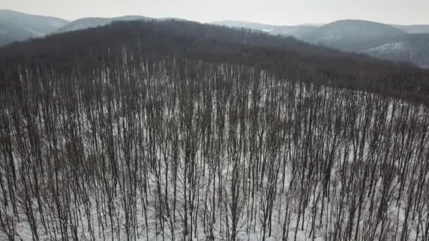 冬の森 映像雪に覆われた冬の森空中をドローンします — ストック動画