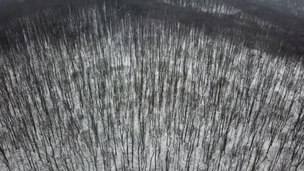冬の森 映像雪に覆われた冬の森空中をドローンします — ストック動画