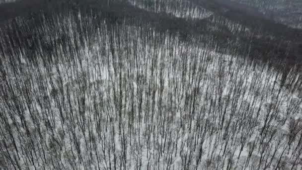 冬の森 映像雪に覆われた冬の森空中をドローンします — ストック動画