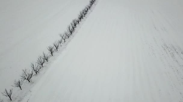 Fryst Träd Täckta Med Snö Flygfoto — Stockvideo
