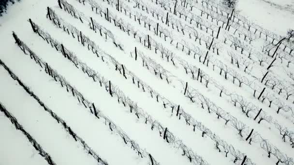 ブドウ園冬の航空写真ビュー — ストック動画