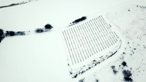 Weinberg Winter Luftaufnahme — Stockvideo