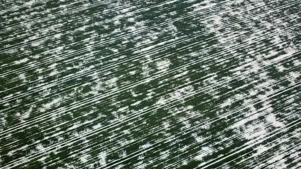 Πεδίο Σιτάρι Καλύπτονται Από Χιόνι Άνοιξη Εναέρια Άποψη — Αρχείο Βίντεο