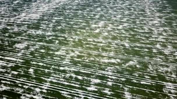 Grain Field Covered Snow Spring Aerial View — Stock Video