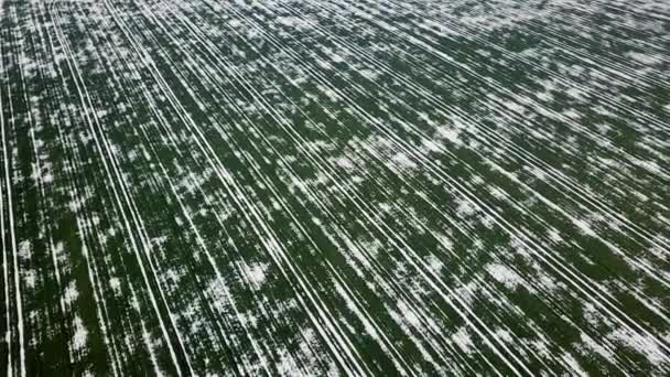 Korn Område Som Omfattas Snö Våren Flygfoto — Stockvideo