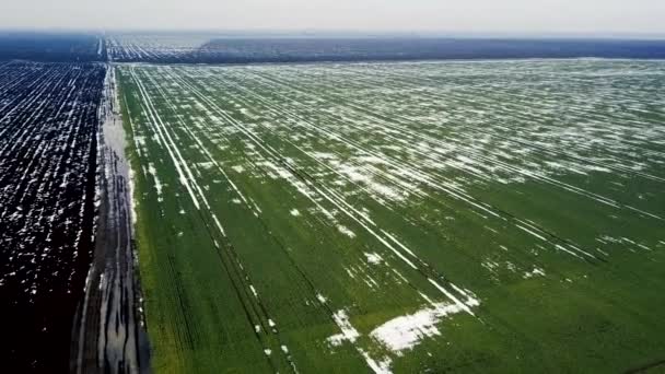 Ziarna Pole Pokryte Śniegiem Wiosnę Lotu Ptaka — Wideo stockowe