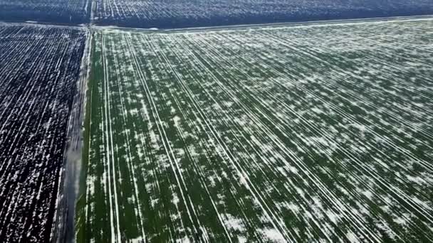 Getreidefeld Frühling Von Schnee Bedeckt Luftaufnahme — Stockvideo