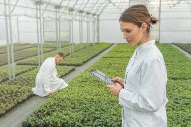 Tarım mühendisleri. Fidan üretim. Fidan sera.