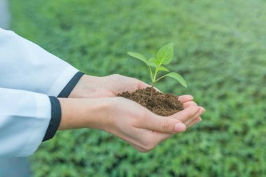 Genç kadın bir sera toprağa ile fide holding eller.