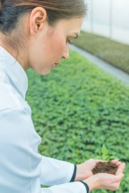 Genç kadın bir sera toprağa ile fide holding eller.