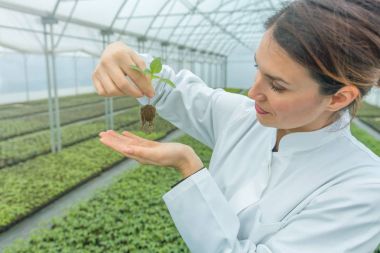 Serada çiçek tutan bir kadın var. Çekirdekler Sera.