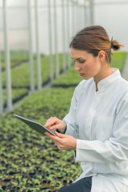 Sera Tohumları Yetiştirme. Tablet kullanan kadın tarım mühendisi. 