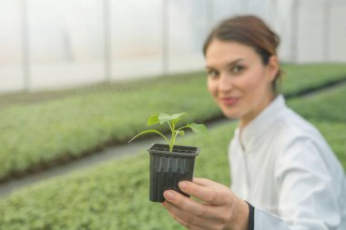 Serada saksı bitkisi tutan bir kadın. Çekirdekler Sera.