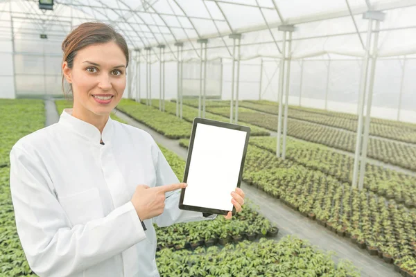 Engenheira de biotecnologia feminina tablet estufa. Planta mudas crescente estufa primavera. — Fotografia de Stock