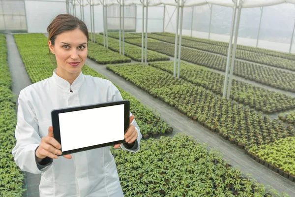 Engenheira de biotecnologia feminina tablet estufa. Planta mudas crescente estufa primavera. — Fotografia de Stock