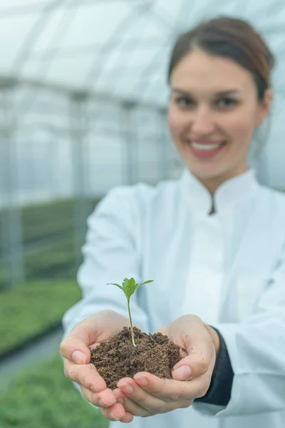 Mãos de mulher segurando planta verde no solo. Novo conceito de vida . — Fotografia de Stock